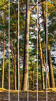 Стеновые ПВХ панели фотопечать Лес Сосновый лес