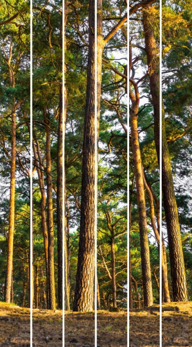 Стеновые ПВХ панели фотопечать Лес Сосновый лес - купить в интернет-магазине Diopt.ru